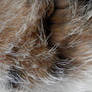 Texture 20. Cat Fur.