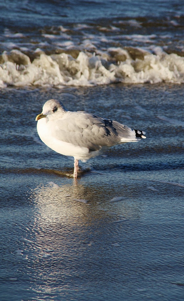 Seagull.