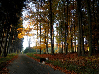 Autumn forest