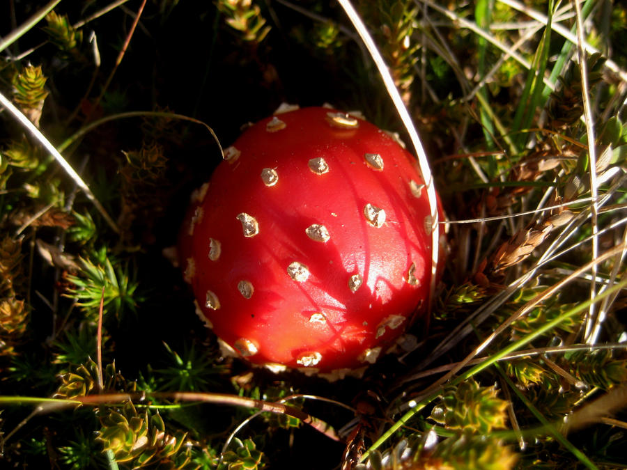 Amanita Muscaria