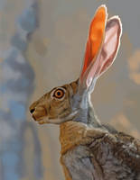 Hare Study