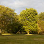 Trees in a row