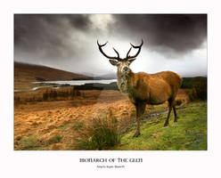Monarch of the Glen
