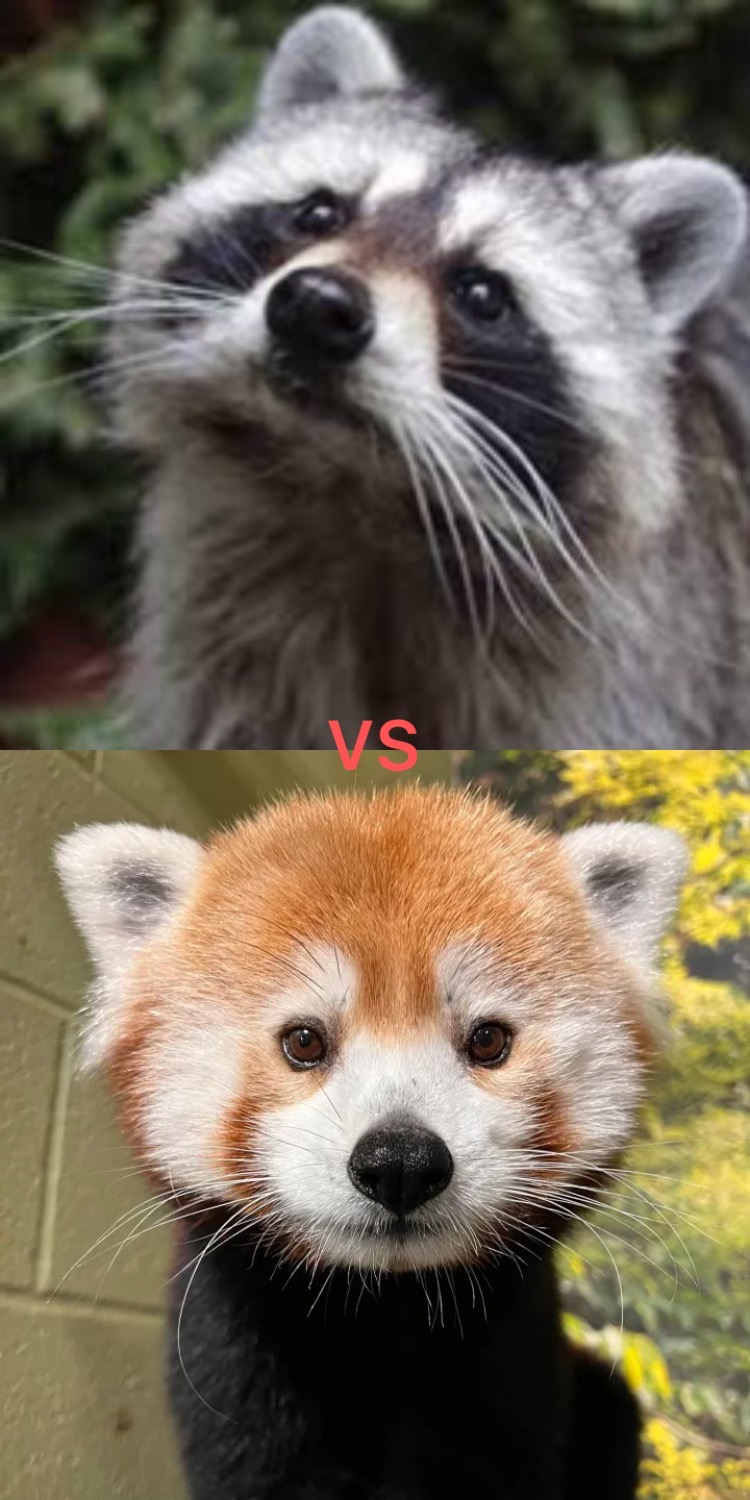 Panda Vs Racoon Raccoon vs. Red Panda by squlliam06 on DeviantArt