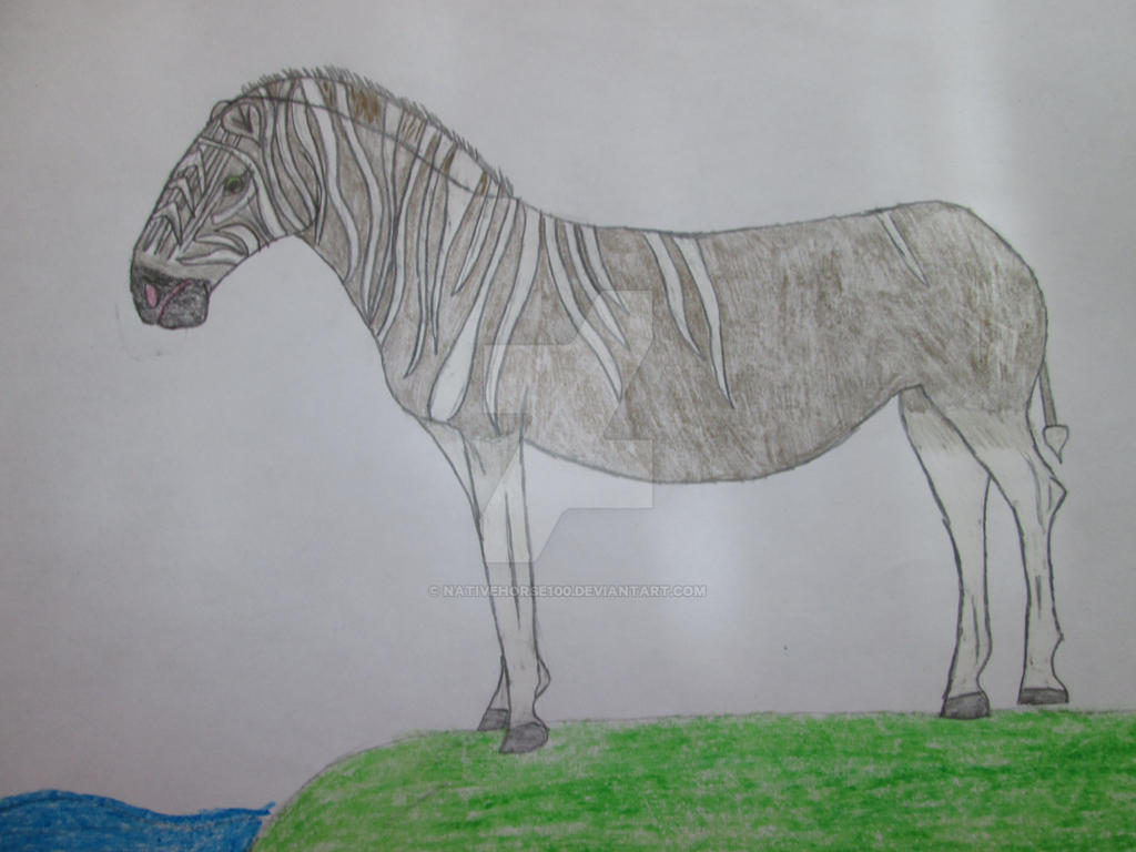 Quagga