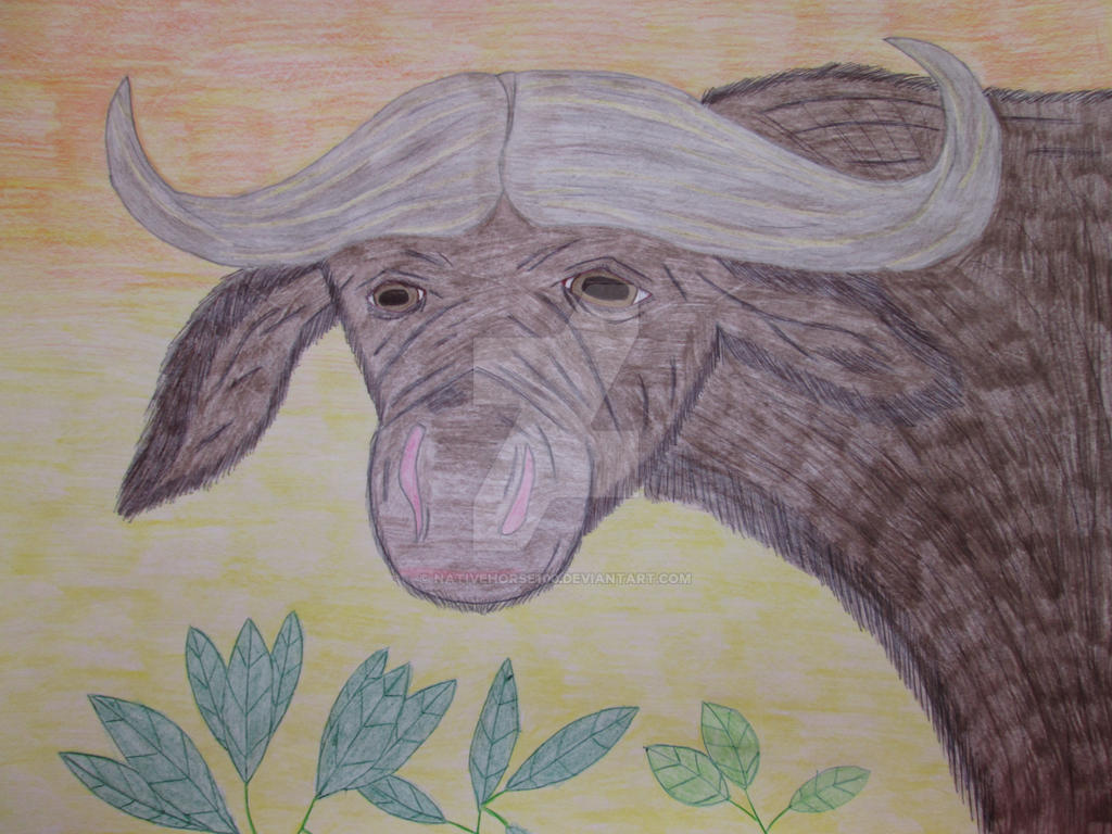 Waterbuffalo