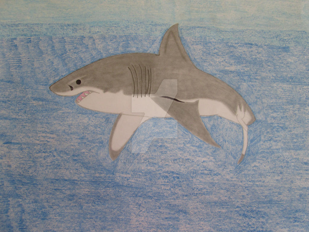 Great white shark 4.