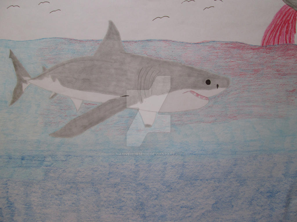 Great white shark 5.