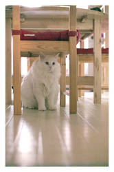 floyd under the table