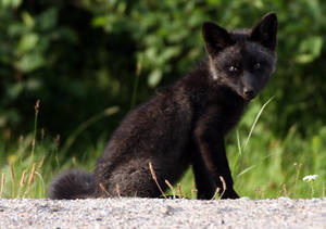 black fox kit