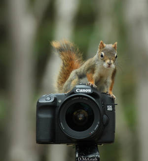 say cheese by freddiecruger say cheese by freddiecruger