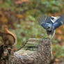 squirrel vs. blijay