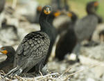 nest site by freddiecruger