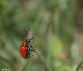 Red Bug