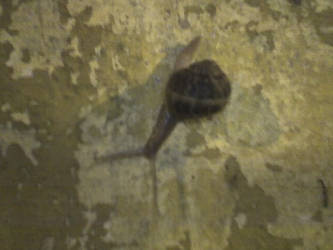 Snail