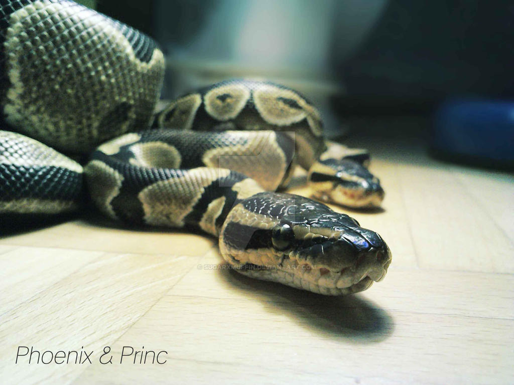 Ball python by SugarXmuffin on DeviantArt
