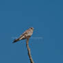 Kestrel