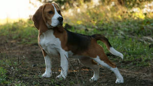 Bejatka the beagle