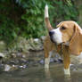 Beagle Beata in the water