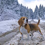 Beagle Beata  pose in snow