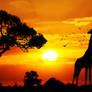 African Sunset Triptych