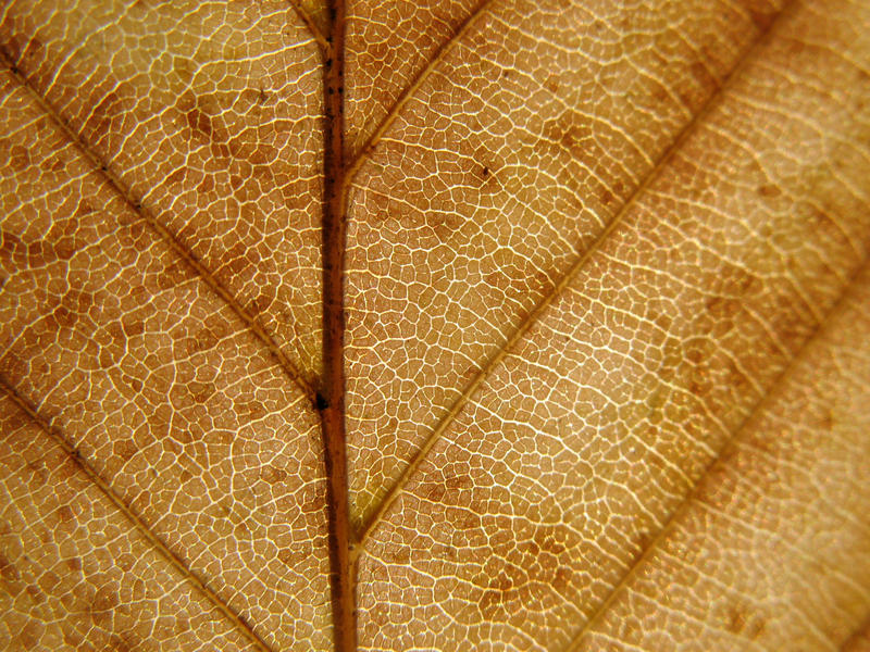 Texture 103