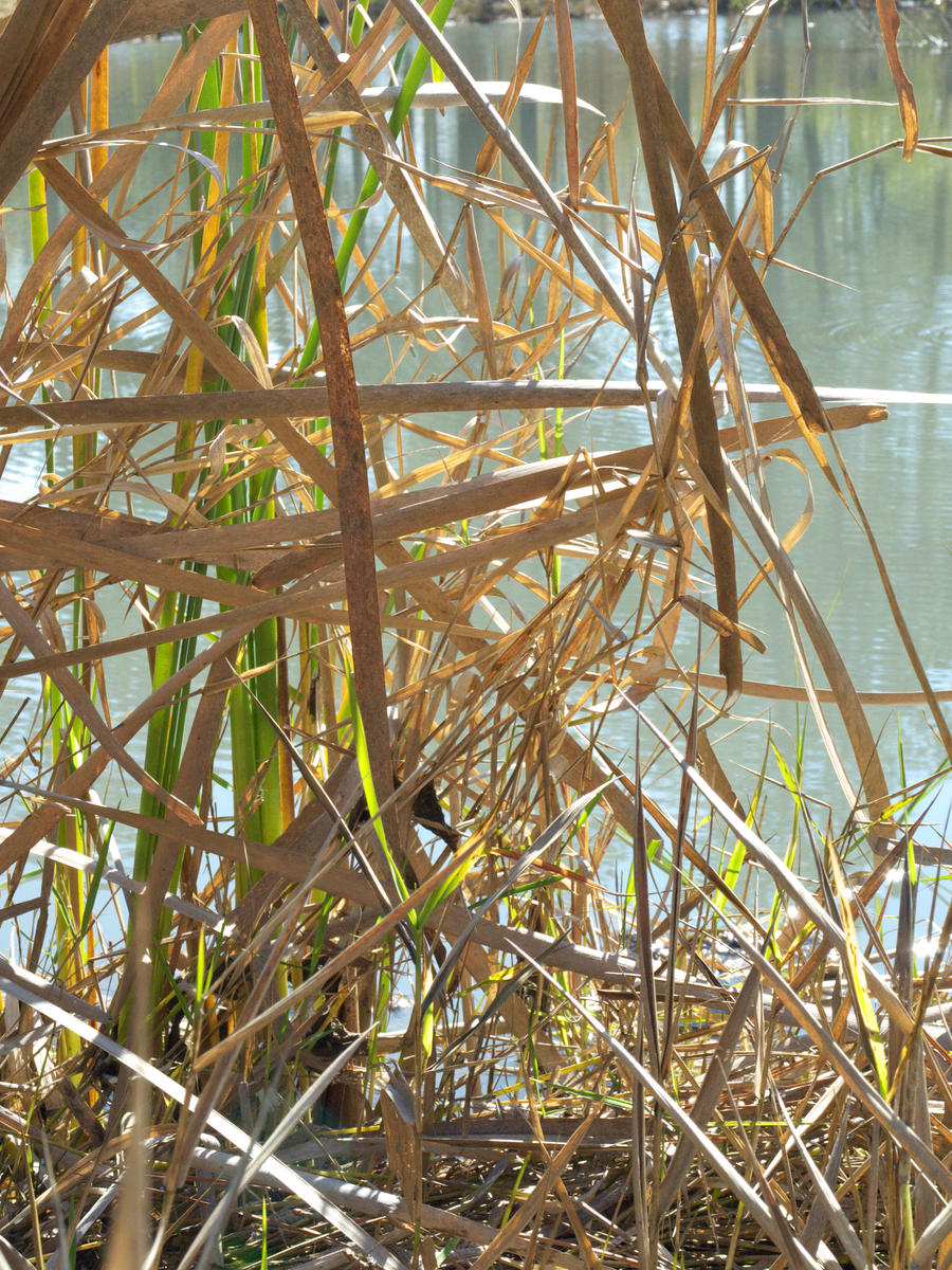 Stained Glass Grass