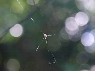 Crab Spider