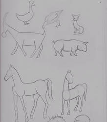 animal sketches
