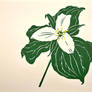 Trillium