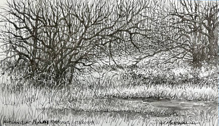 A Finley Wetland