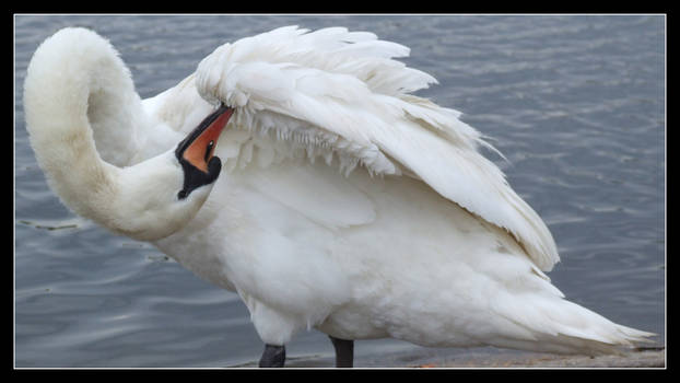 Grooming Swan