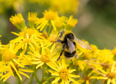 More Pollen