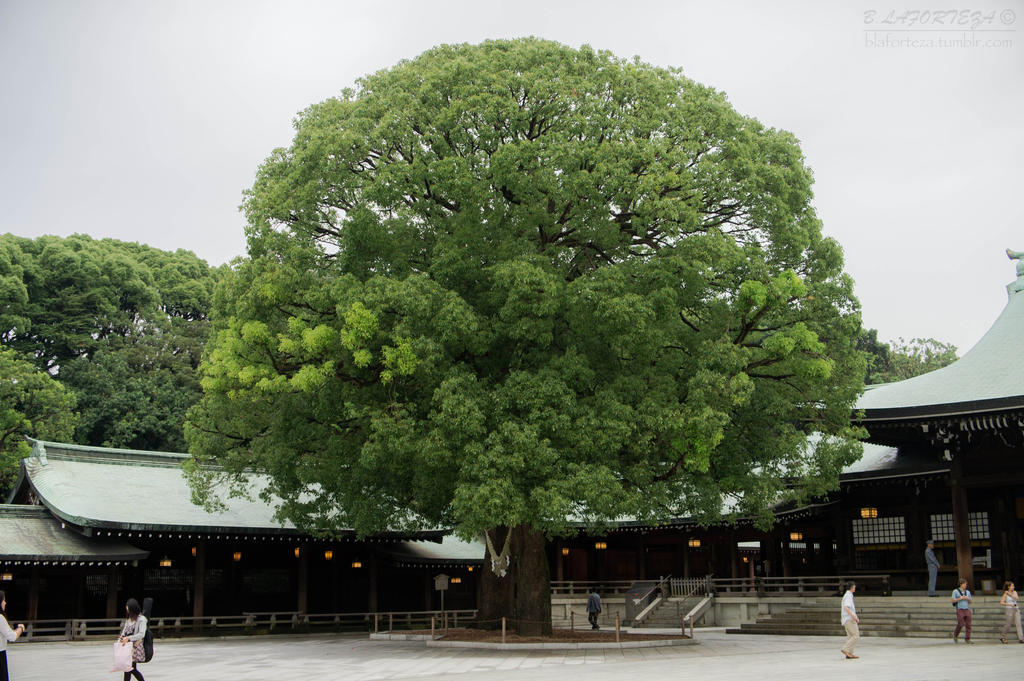 Meiji Shrine Tree by LaffingStock on DeviantArt