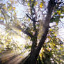 Portrait of a mighty Walnut tree in autumn