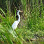 egret