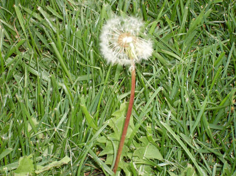 dandilion