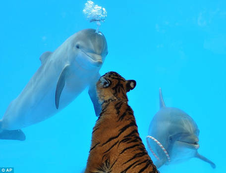 Tiger likes Dolphins