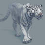 White tiger