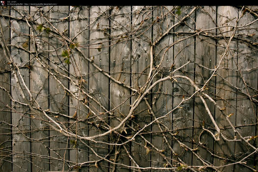 SS-0191 Wall Vines