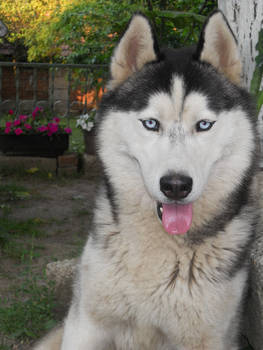 Bak, the husky dog.