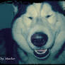 Bak, my husky dog.