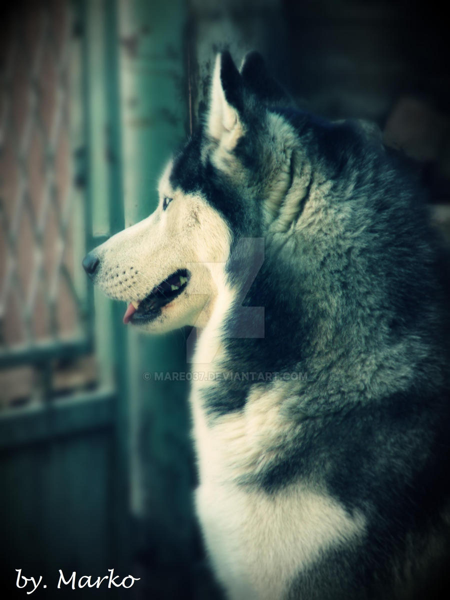 My husky dog, Bak.