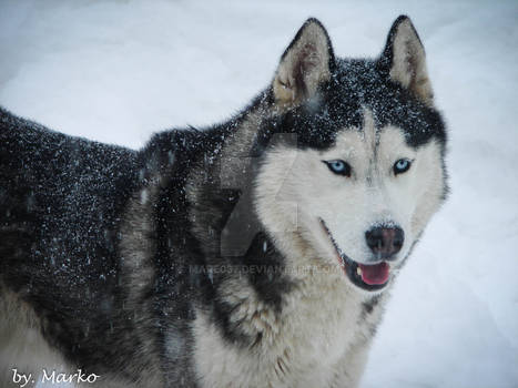 Winter happiness.