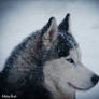 Siberian winter and husky.