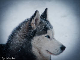 Siberian winter and husky.