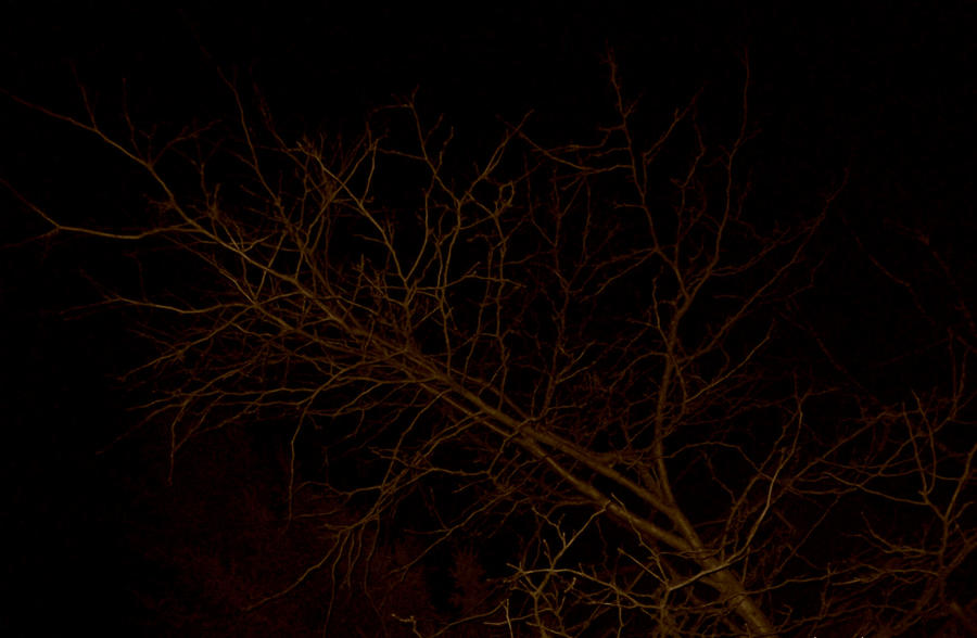Tree Mdark Dark Tree. by xImperfectedx on DeviantArt