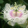 Beautiful Wild Flower