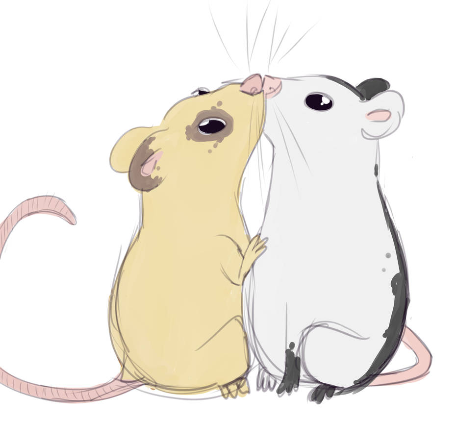 Kissing rats by Scaa1 on DeviantArt