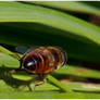 Cleaning Fly on the grass